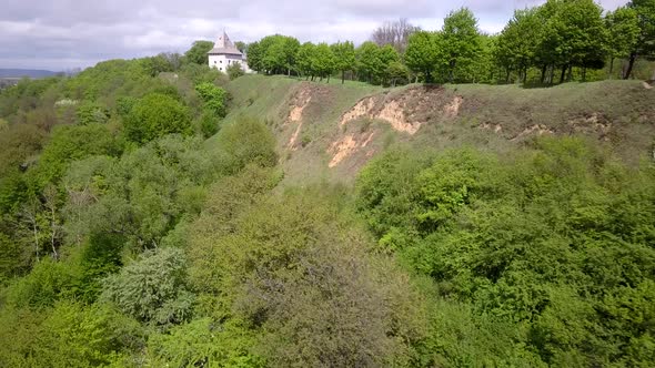 Canopies of Forest Trees with Green Leaves Waving on Summer Wind alt