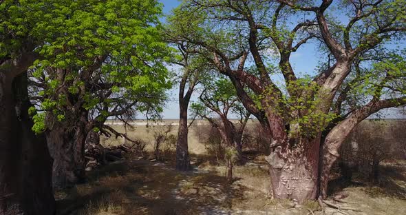 4 K Baines Baobabs alt