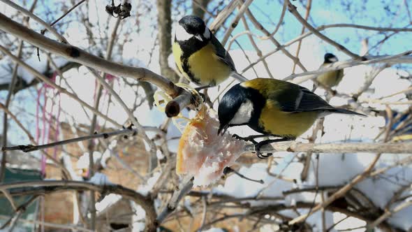 Hungry Birds Great Tit or Parus Major Pecking Lard Which Hangs From Branch in Garden or Backyard alt