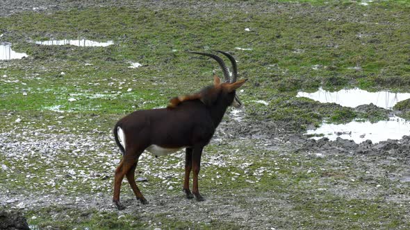 Antelope alt