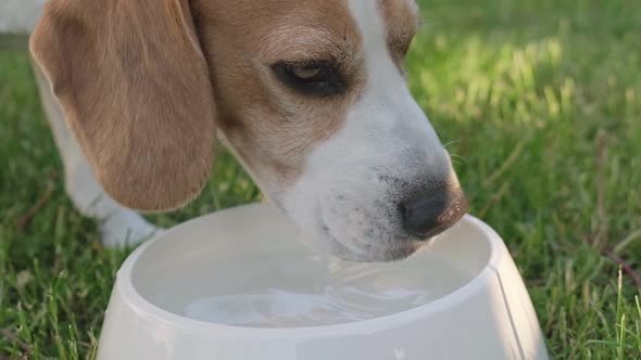 Beagle Dog Drinks Water Out of His Outdoors Bowl on a Grass