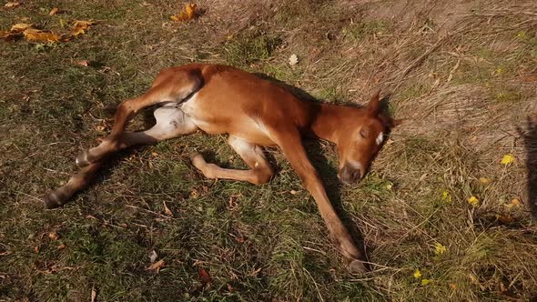 A cute newborn brown foal with a white star on its forehead sleeps sweetly alt