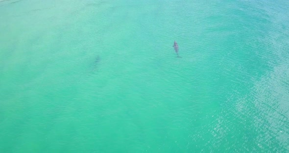 Stunning aerial morning flight over two dolphins in colorful ocean, Australia alt