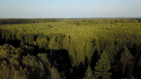 Forest View From The Sky. Top view: Flying Over a Tree In The Autumn Aerial Shot. Drone Footage