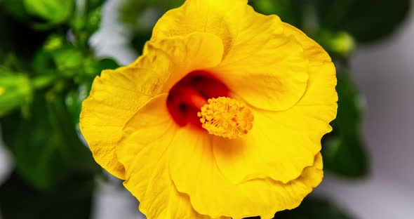 Macro time lapse of a blooming yellow hibiscus flower