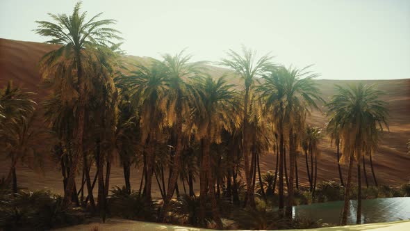 Palm Trees Inside the Dunes alt