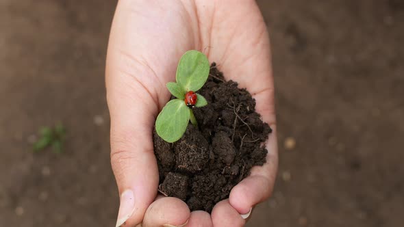 Organic farming organic eco-farm in the hands of a crop farmer with a young sprout. alt