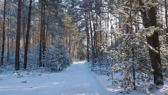 Hiking on a snowy pine forest road on a sunny day. 