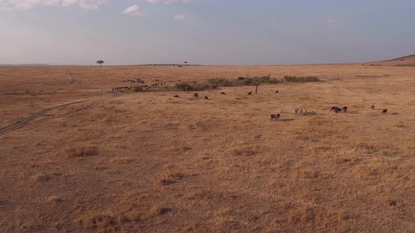 Aerial of gnus and zebras in Masai Mara alt