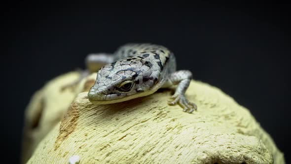 Baby Abronia Graminea sitting on log as it shakes its body side to side alt