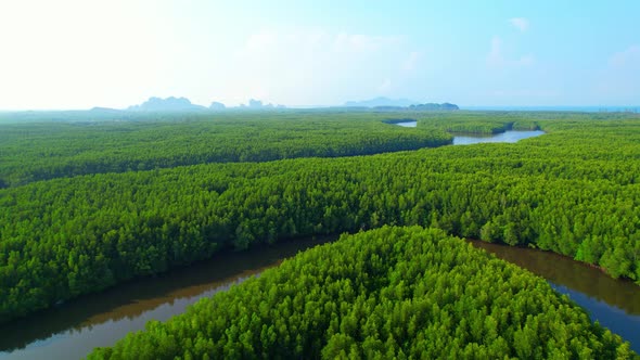 Aerial view green mangrove forest nature tropical rainforest. alt