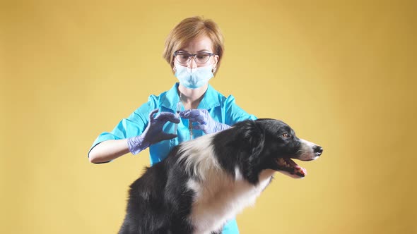 Professional Female Vet Is Giving an Injection alt