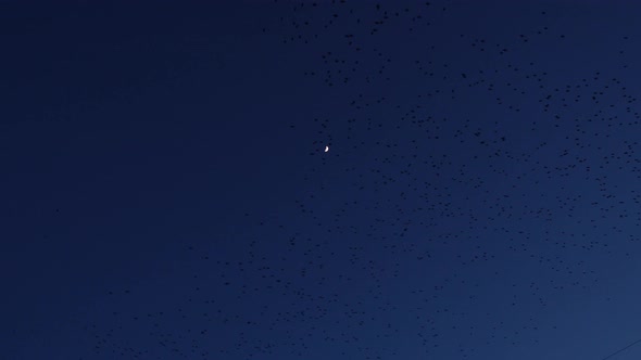 Starlings During Murmuration Fly Past The Moon At Dusk