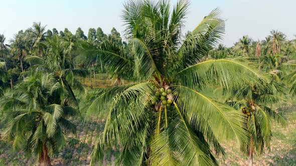 Green Palm Tree Forest with Coconuts on Hot Sunny Day alt