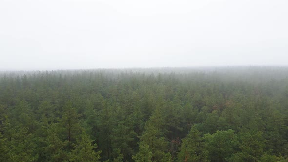 Forest in Fog in Rainy Autumn Weather. Ukraine. Aerial View, Slow Motion alt