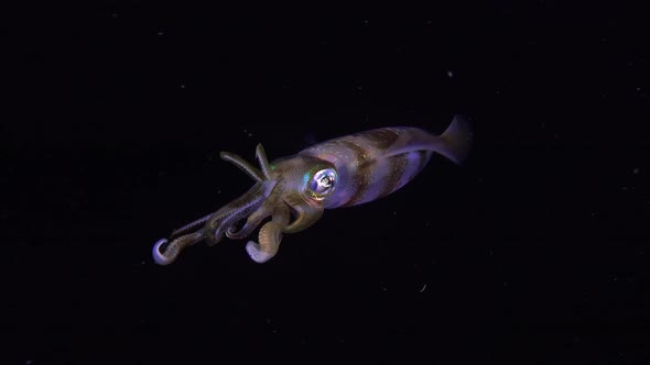 Big fin reef squid at night. A big fin reef squid drifting in the tropical ocean at night displaying alt