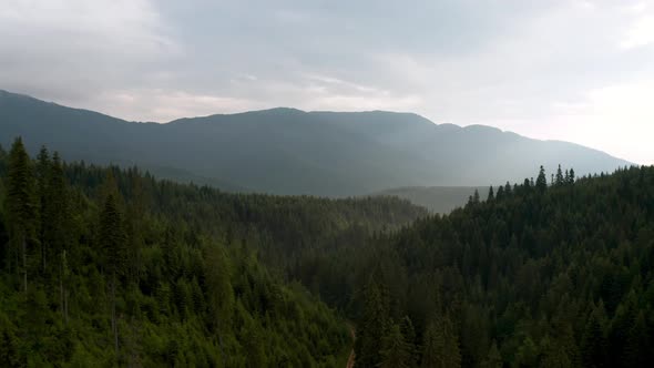 Drone flight in a beautiful coniferous forest alt