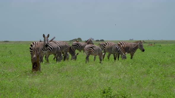 Zebras Herd Grazes