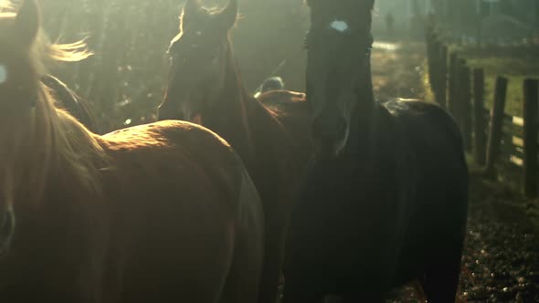 Horses run down path in beautiful morning light, slow motion alt