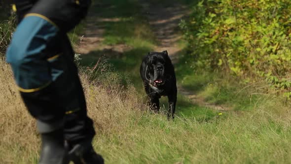 Slow Motion Black Cane Corso Dog Wears In Special Clothes Running Near Owner Women During Training alt
