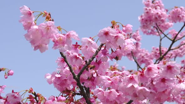Sakura flowers and bees in slow motion and blue sky