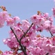 Sakura flowers and bees in slow motion and blue sky - VideoHive Item for Sale