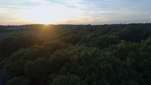 Sunset Tree Canopy Aerial Flyover alt