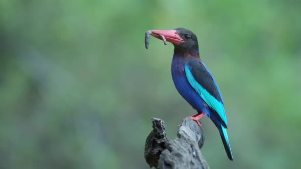 the javan kingfisher eats worms while perching on a dry branch alt