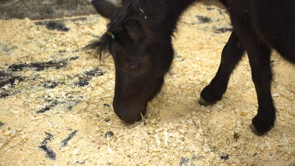 Black Pony in the Zoo Corral Has Hay, Lives in Captivity