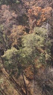 Vertical Video of a Beautiful Forest in the Afternoon Aerial View alt