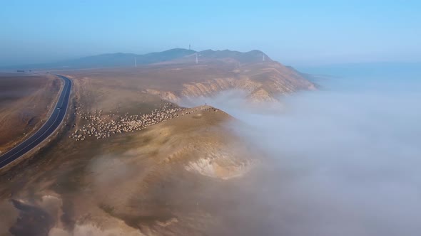 Sheep On The Foggy Mountain alt