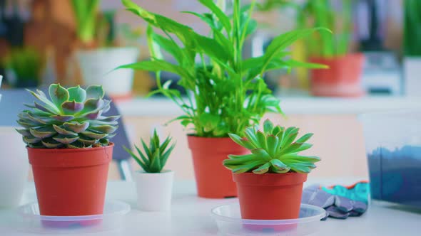 Gardening Tools on Kitchen Table alt
