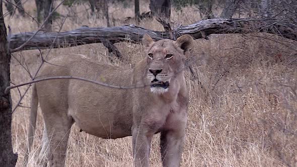 Lioness utters soft roars and contact calls, searching for her lost cubs in the wilderness of The Kr alt