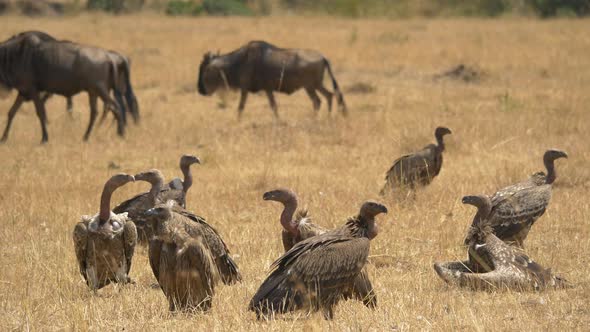 Gnus passing by vultures alt