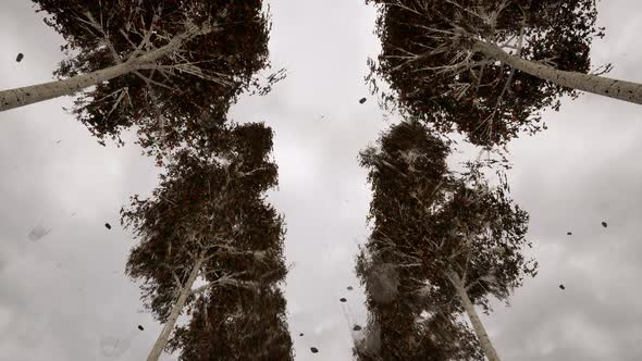 The Leaves Fall From the Trees alt