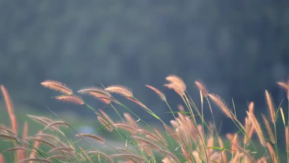 Slow motion of Desho grass or grass flowers blowing in the wind