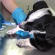 Veterinarian Gives an Injection to a Little Black and White Dog Close Up - VideoHive Item for Sale