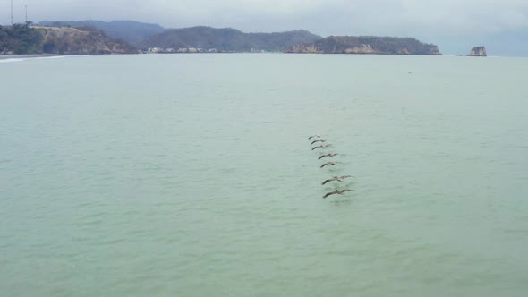 Following seven pelicans, Pelecanus occidentalis alt