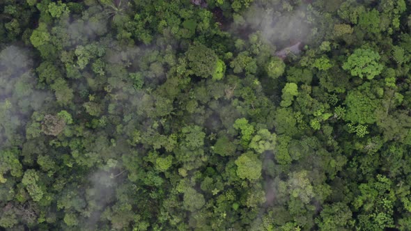 Aerial top view of a tropical forest canopy, a wide shot showing the many trees alt
