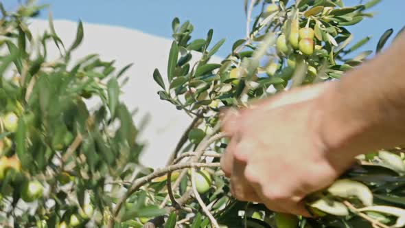 Man Harvesting Olives From Olive Tree