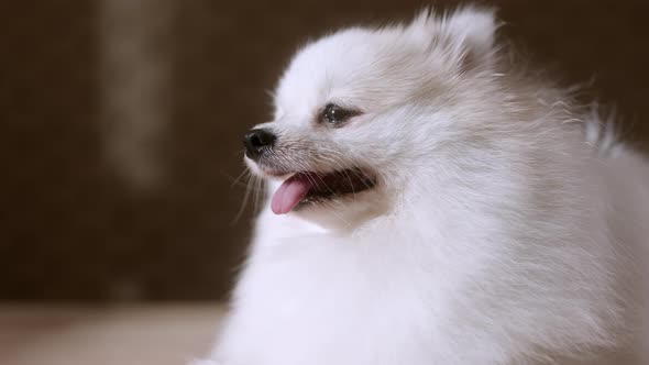 portrait of white color pomeranian lap dog animal sitting casual relax dark background alt