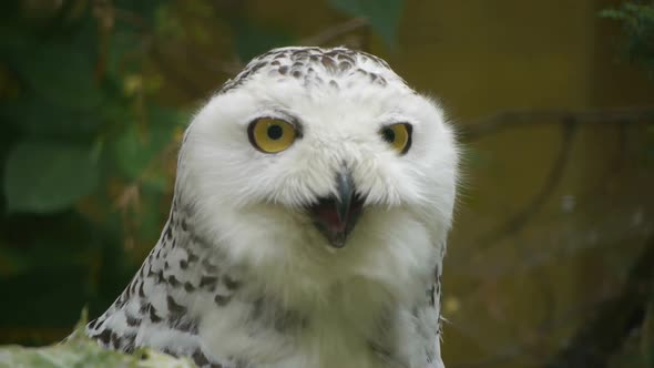 HD - Snowy Owl alt