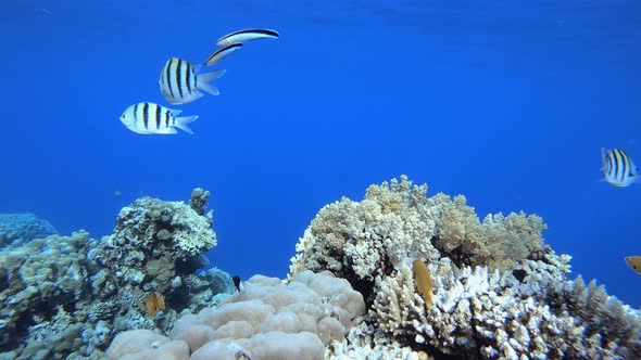 Tropical Coral Garden Marine Life