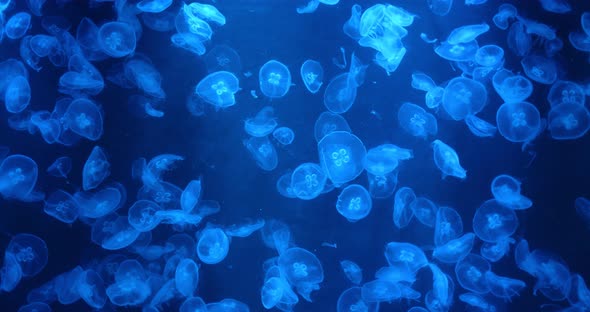 Jelly fish swim in water tank alt