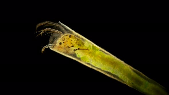 Trichoptera Larvae Under the Microscope, Movement of the Caddis Larva in a Protective Tubular House alt
