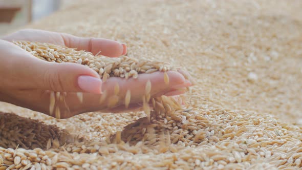 Farmer Holding Grains in His Hands