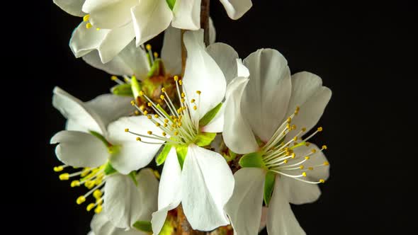 Almond Blossom Timelapse on Black alt