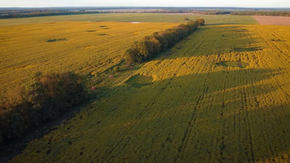 Line of trees in the agricultural field of rapeseed in the countryside