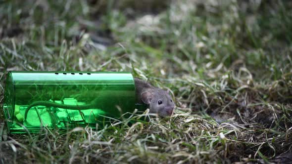 Big Gray Mouse or Small Rat Caught in Green Plastic Humane Mouse Trap Release to Fresh Grass in Park alt