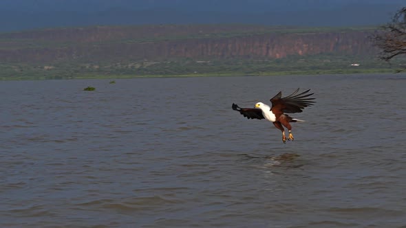980290 African Fish-Eagle, haliaeetus vocifer, Adult in flight, Fish in Claws, Fishing at Baringo La alt